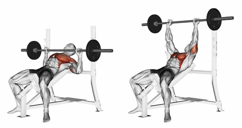 What muscles does discount incline bench work