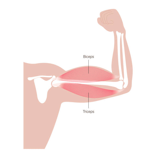 Biceps Brachii