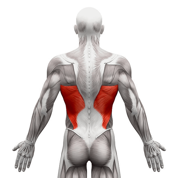 pull ups muscles worked diagram