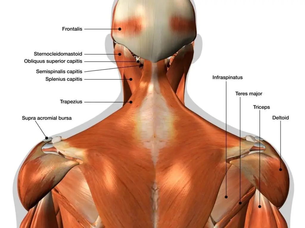 muscles that work when doing a proper barbell row form