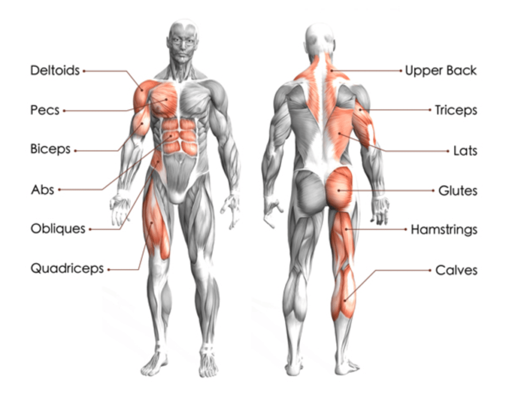 rower in a muscle