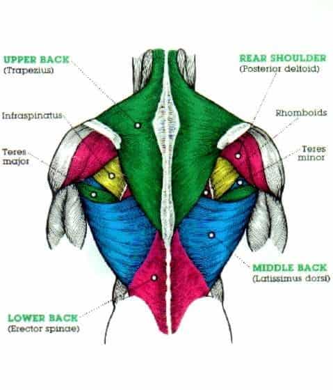 How to Do an Inverted Row BoxLife Magazine