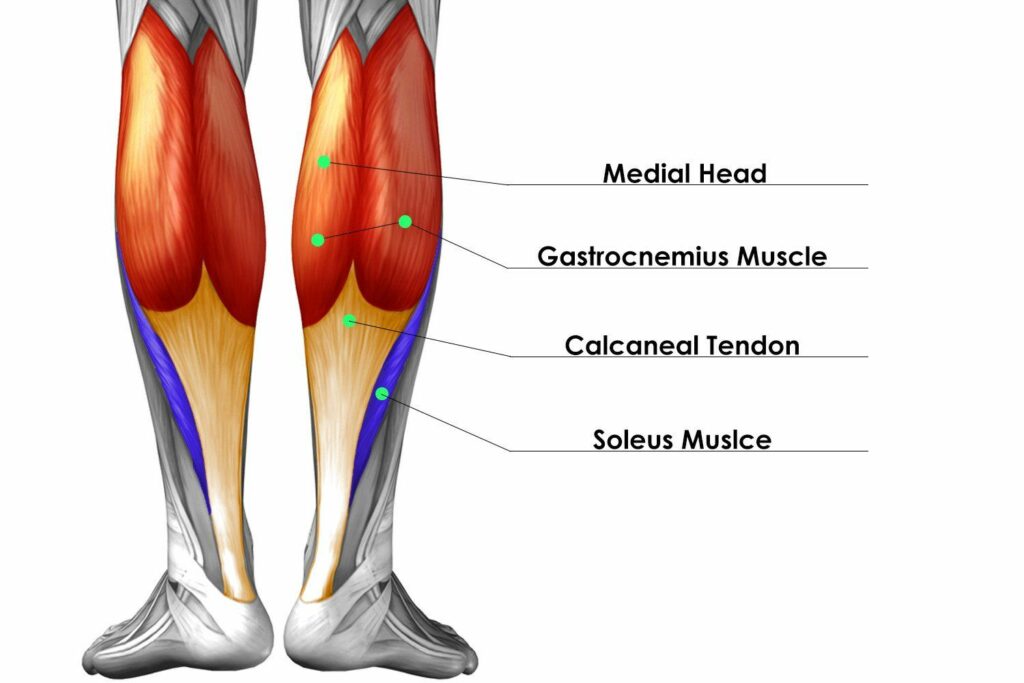 What Muscles Does Treadmill Work On