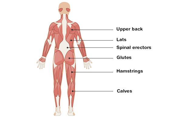 Muscles worked in online kettlebell swings