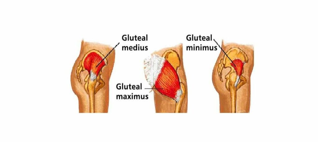 A schema of glutes to show what is worked during goblet squats