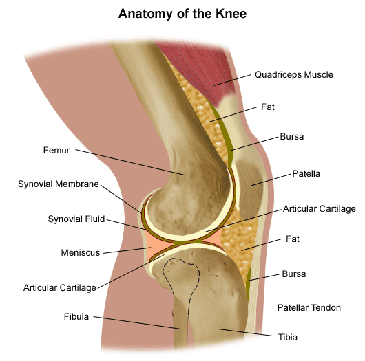 Anatomy to show if treadmill running is bad for your knees