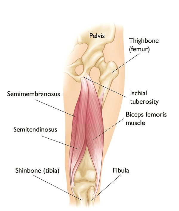 A schema of hamstrings to show what is worked during goblet squats