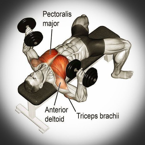Muscles pectoraux sollicités lors du mouvement de poussée