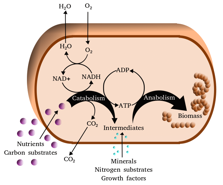 A schema showing the metabolism process to illustrate how much protein for weight loss is needed
