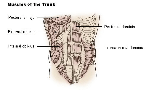 A representation of the muscles of the trunk to illustrate how elliptical work abs