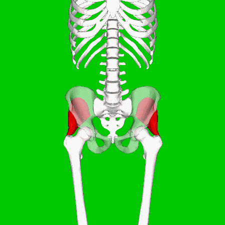 A 3D view of the gluteus minimus