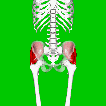 A 3D view of the gluteus medius