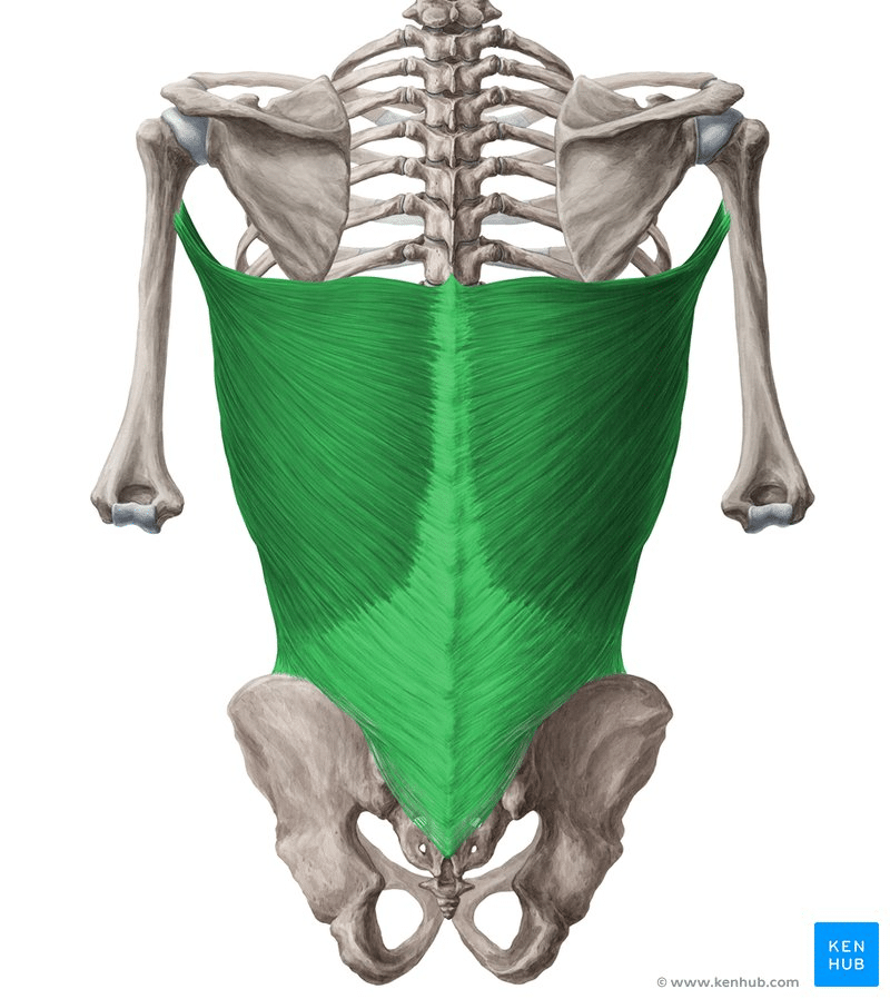 A schema of the latissimus dorsi muscles