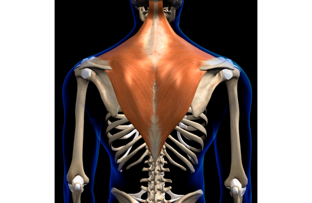 A 3D visual of trap muscles