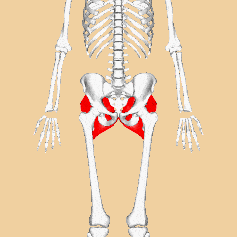 A 3D view of the gluteus maximus