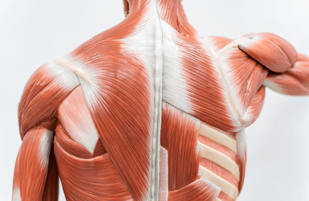 Anatomie des muscles du dos
