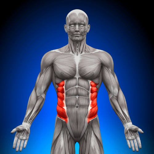 crunch Oblique: Anatomie de la ceinture abdominale