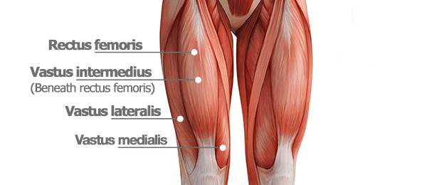 Placement Pieds Presse: Anatomie des quadriceps