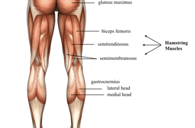 Placement Pieds Presse: Anatomie de l'arrière de la jambe
