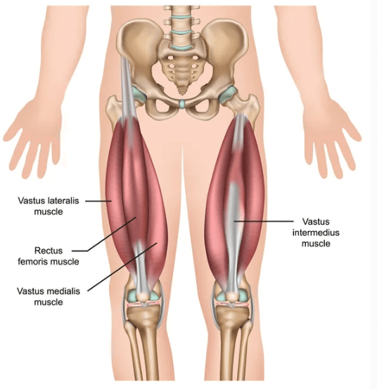 Anatomie des quadriceps