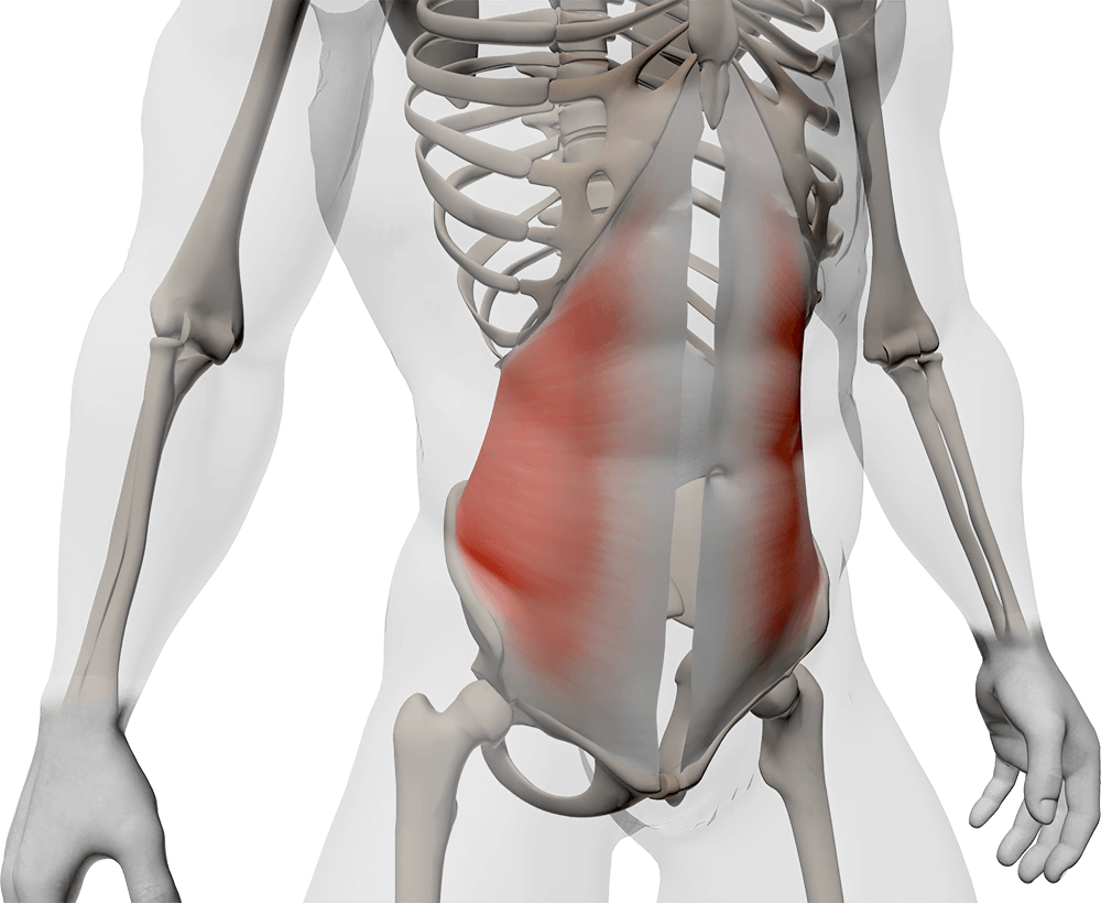 Anatomie du muscle transverse de l'abdomen
