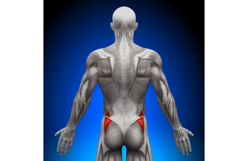 Anatomy Of The Gluteus Maximus Muscle. 