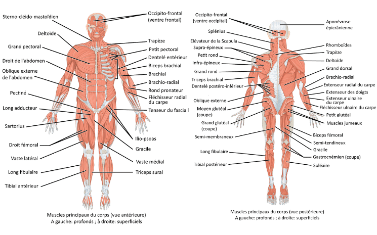 Principaux muscles du corps
