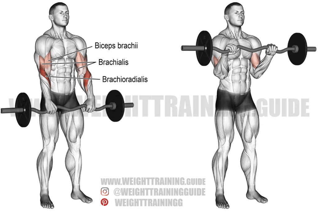 Muscles worked in the reverse curl