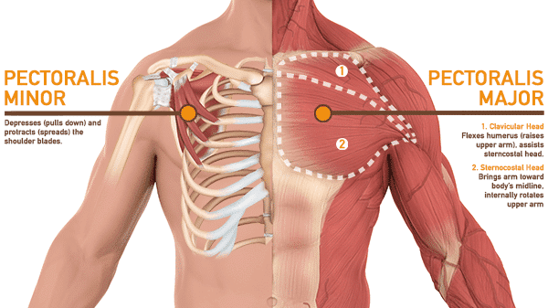 Anatomy of the pectoralis muscles