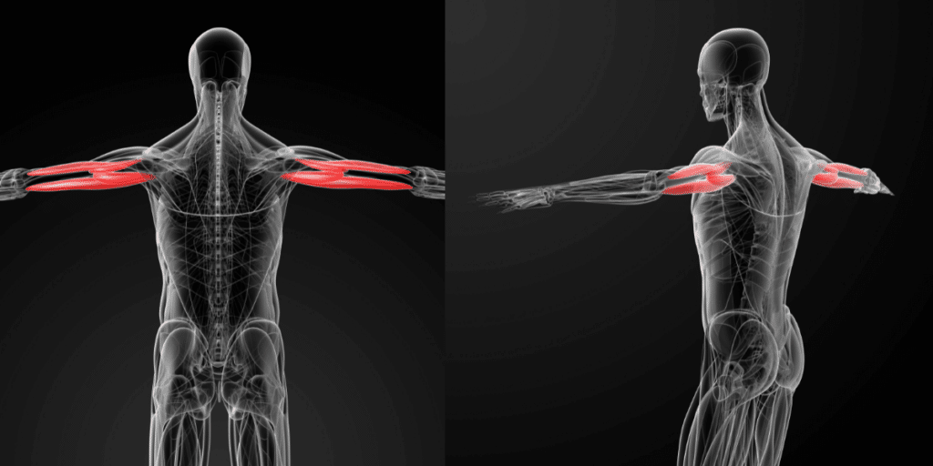 Your triceps take up about 70% of your arm which is why you should