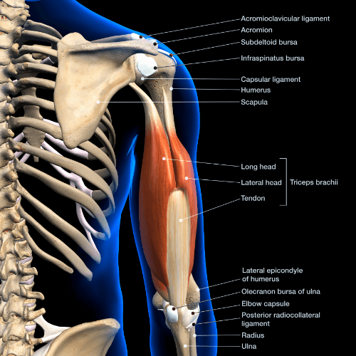 Anatomy of the triceps