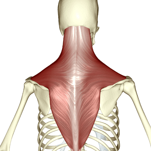 Anatomy of the trapezius