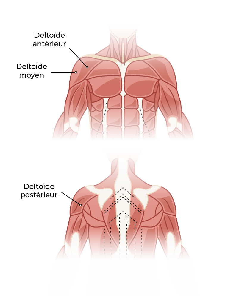 Anatomie des muscles deltoïdes