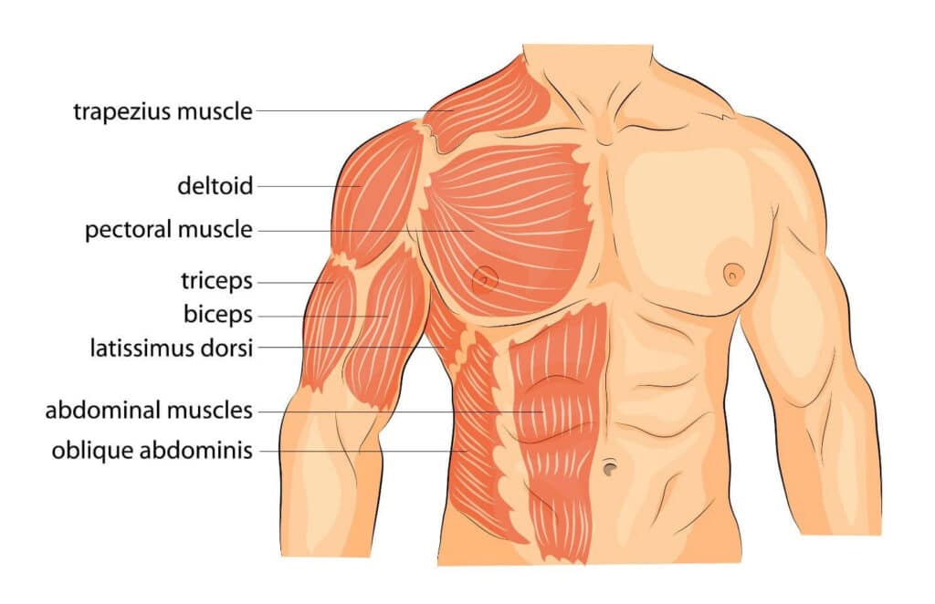 Muscles sollicités par les pompes