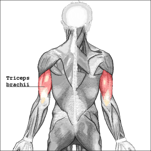 Triceps brachii muscles
