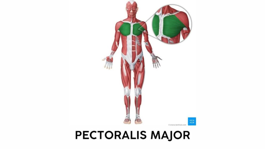 Anatomy of the pectoralis major