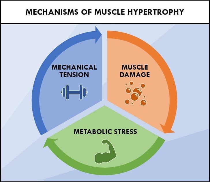 rowing-machine-vs-treadmill-the-1-guide-for-choosing-the-best