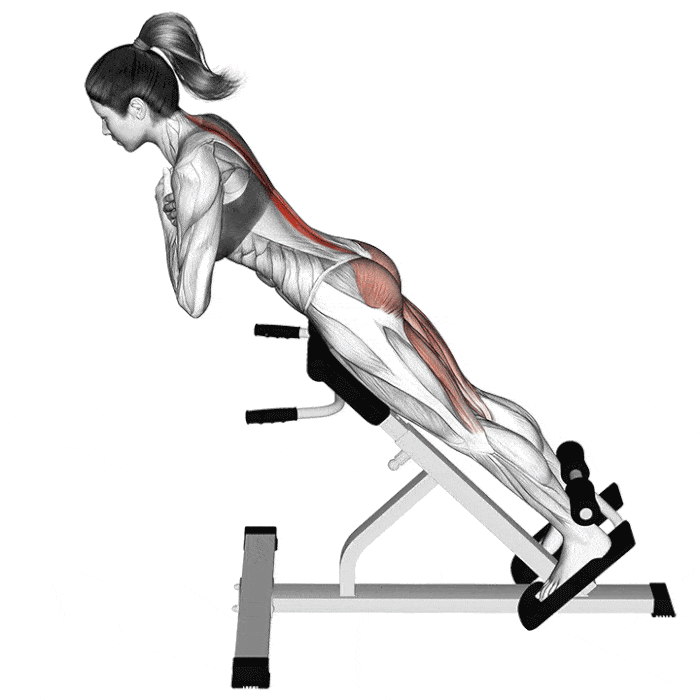 Anatomie Des Muscles Du Dos Les Meilleurs Exercices Pour Le Dos