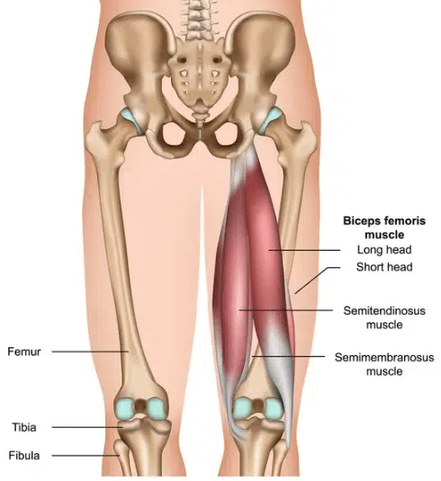 Ischio Tout Savoir sur l'Anatomie des Muscles des Jambes - Boxlife