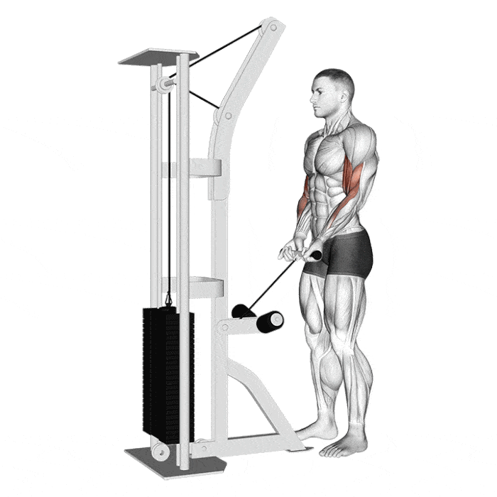 Les 9 Meilleurs Exercices De Musculation La Poulie les-9-meilleurs-exercices-de-musculation-la-poulie
