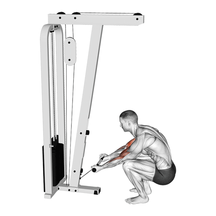 Les 5 Meilleurs Exercices Biceps à la Poulie Boxlife