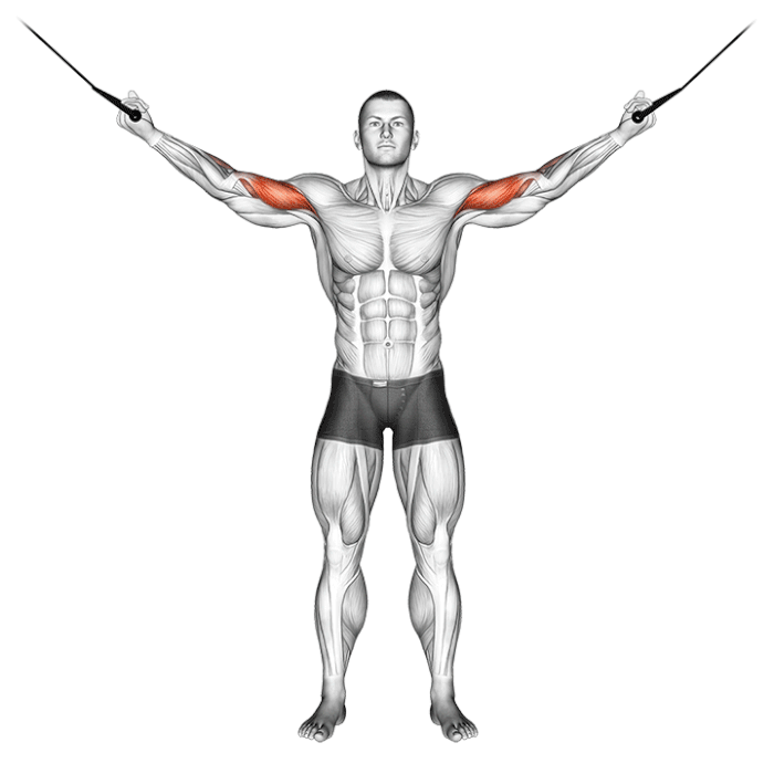 Les 5 Meilleurs Exercices Biceps à la Poulie Boxlife