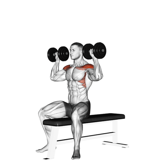 Les 10 Meilleurs Exercices De Musculation Aux Halt res les-10-meilleurs-exercices-de-musculation-aux-halt-res