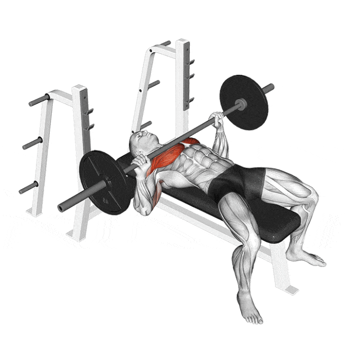 The Ultimate Bench Press For Beginner's Guide Howto, Muscles Worked