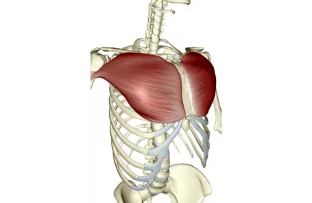 Dumbbell Fly Decoded: Form, Variations, and Benefits