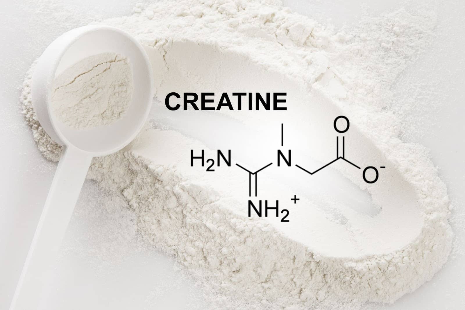 Creatine loading phase : the composition