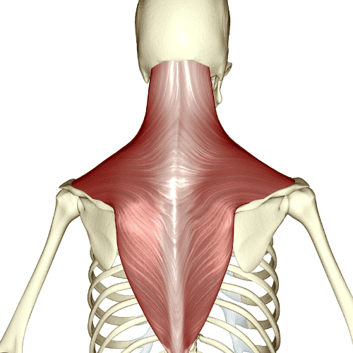 Master the Shoulder Press - Muscles Worked, Form, Variations