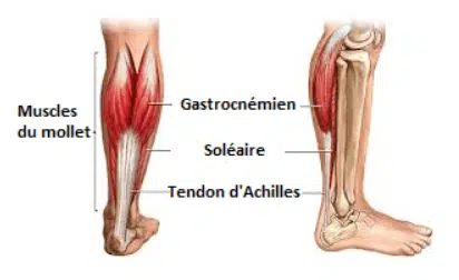 Muscles Du Mollet Anatomie Fonction Et Top 3 Exercices muscles-du-mollet-anatomie-fonction-et-top-3-exercices