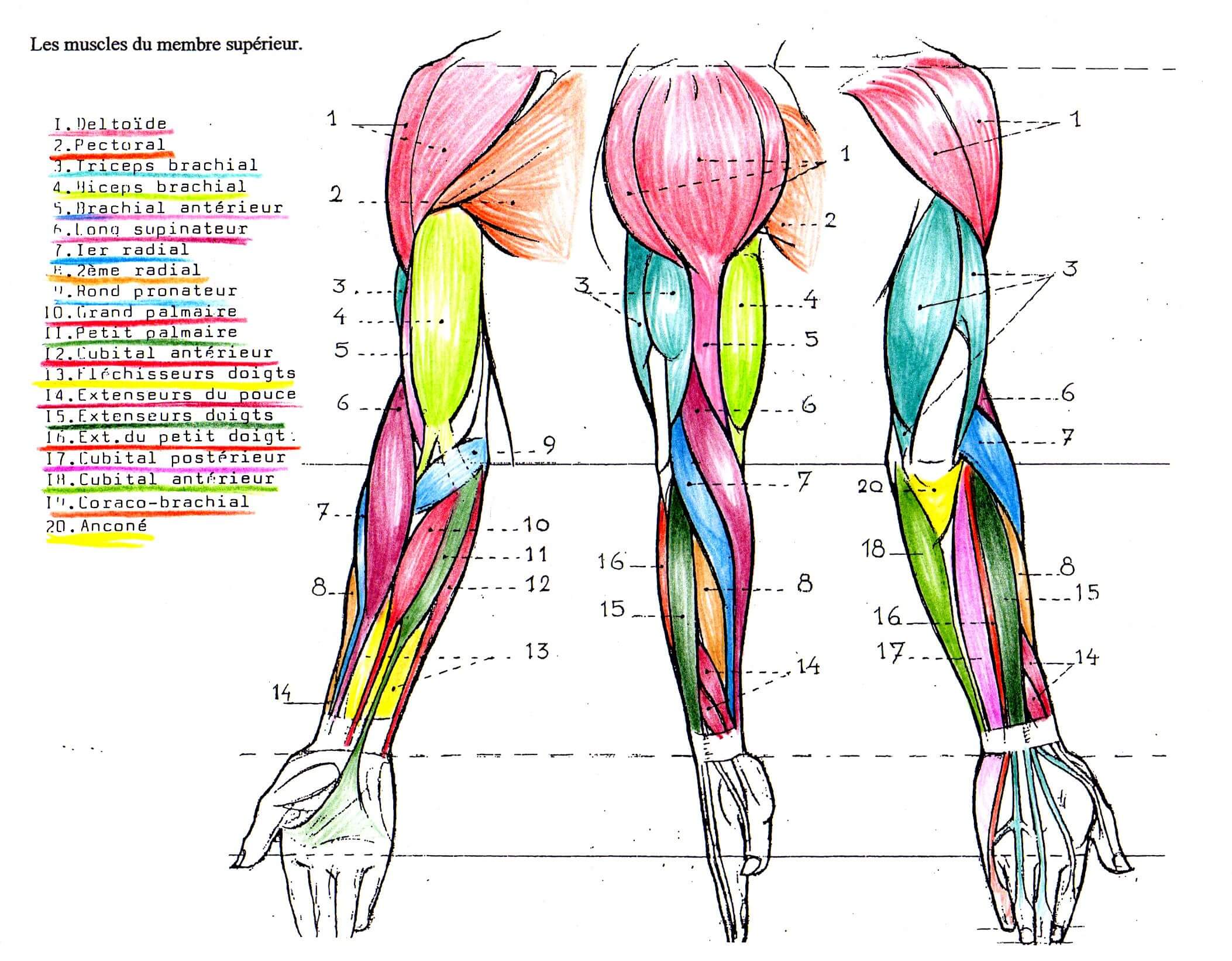 Anatomie des muscles des bras