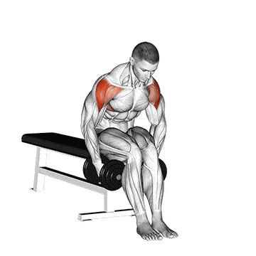 Seated Rear Lateral Dumbbell Raise 1